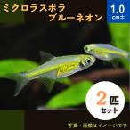 (熱帯魚・コイ)ミクロラスボラ”ブルーネオン”　５匹