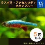 (熱帯魚・ラスボラ)ラスボラ・アクセルロディ・ネオンブルー　MSサイズ　１０匹