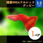 (熱帯魚・メダカ・グッピー)国産RREA フルレッドグッピー　　１ペア