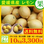 （送料無料　レモン）　訳あり　愛媛県産　レモン１０kg　2,500円（税込）