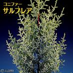 コニファー『サルフレア』 18cm鉢植え　《高さ:約65cm（容器含む）》