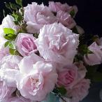 バラ苗 ニュードーン 挿し木 国産新苗植え替え6号スリット鉢 つるバラ(CL) 四季咲き ピンク系