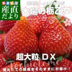 栃木産 本場の栃乙女 3L超級 最高級DX1キロ（500g 12〜15粒×2）