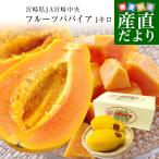 宮崎産　フルーツパパイア「サンライズソロ」3L〜4L 2玉 1kg以上