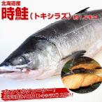 【絶品の味わい！トキシラズ緊急入荷】北海道産時鮭　約1.5キロ を3,500円送料無料！