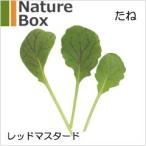 水耕栽培用・ハーブの種「タネまる：レッドマスタード」NatureBox