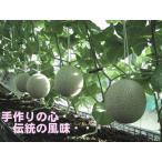 (今だけ価格)(訳あり)静岡産　温室マスクメロン(アローマ印)　1玉入 1.3kg以上