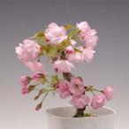 苗：一才桜(プラスチックポット入り）*【春に開花】【鉢に植え替えサービスもあり】