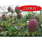 沖縄完熟アップルマンゴー　1kg箱
